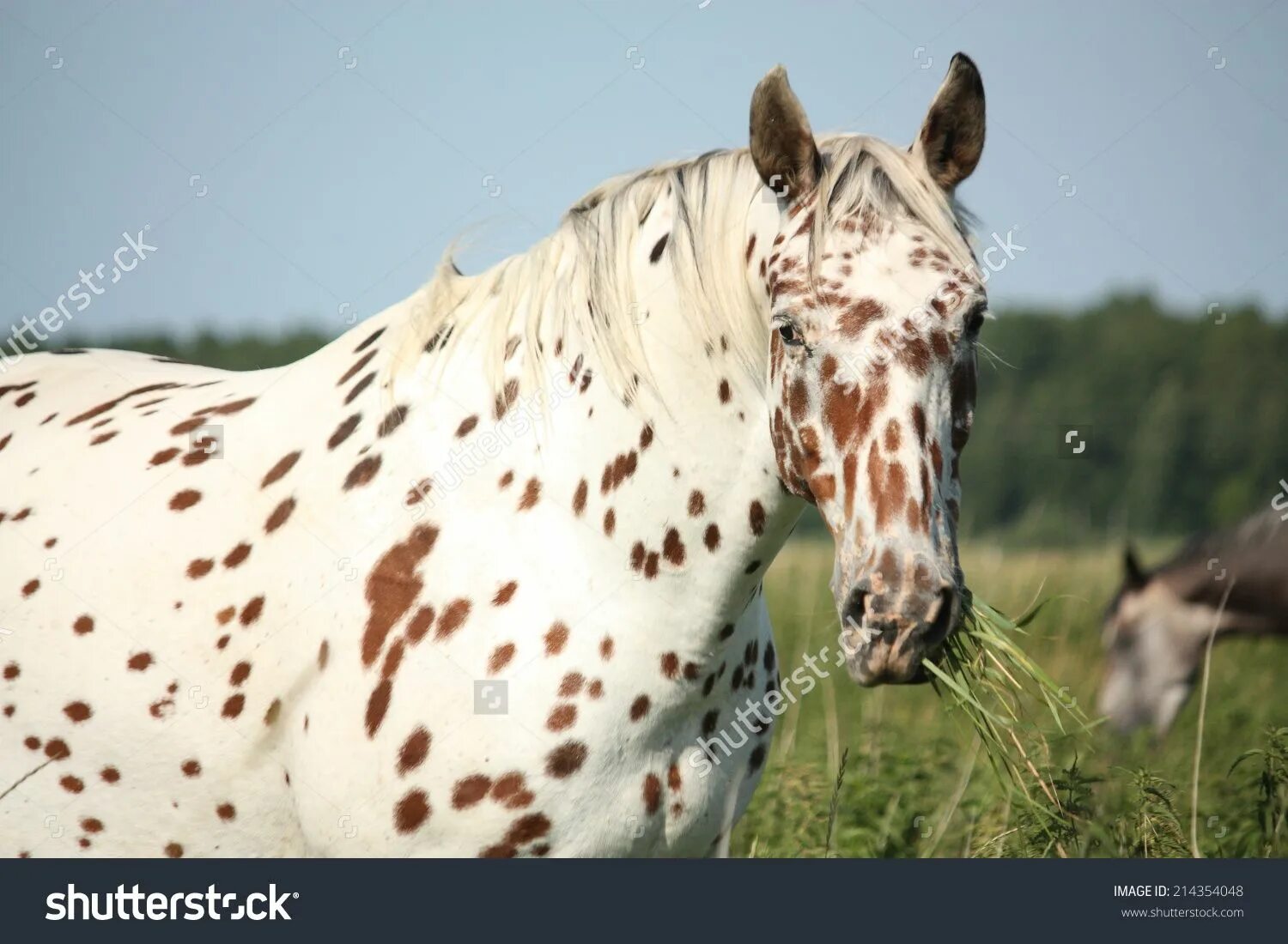 Пегая масть лошади. Лошадь с белыми пятнами. Аппалуза с коричневыми пятнами. Фризская аппалуза. Пегая сабино.