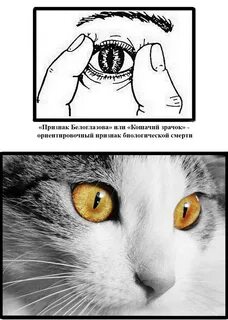 Феномен кошачьего зрачка