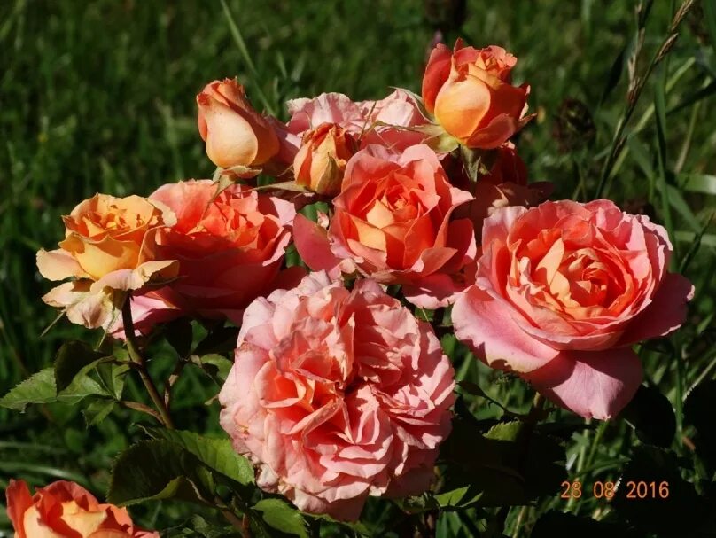 королевство роз. роща марианжела милано. царство роз картинки. королевство роз отзывы. Sommerwind роза.