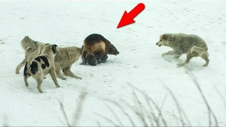 Волки и даже Медведи обходят её стороной! Росомаха - Яростная и вечно Голодная х