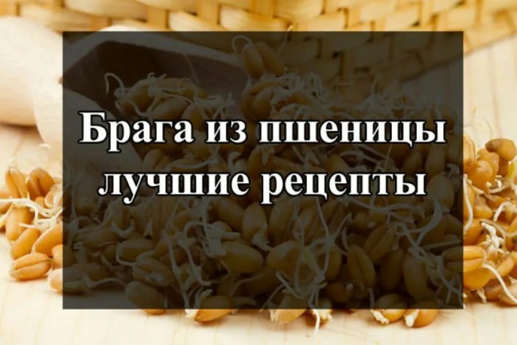 Рецепт пшеничной браги. Дрожжи для пшеничной браги. Брага из пшеницы пропорции. Брага из пшеницы для самогона. Брага на пророщенной пшенице.