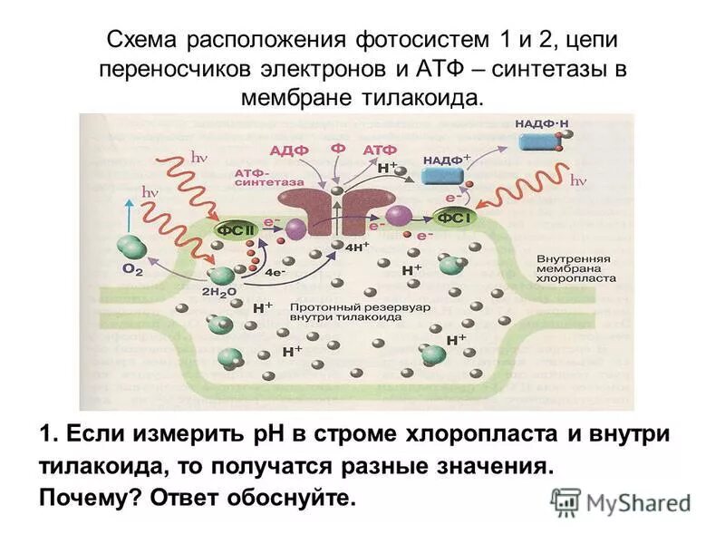 Биосинтез белка 10 класс биология контрольная работа. Биосинтез белка 10 класс биология контрольная работа
