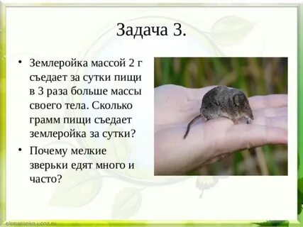 Зверек землеройка за сутки съел 12 г