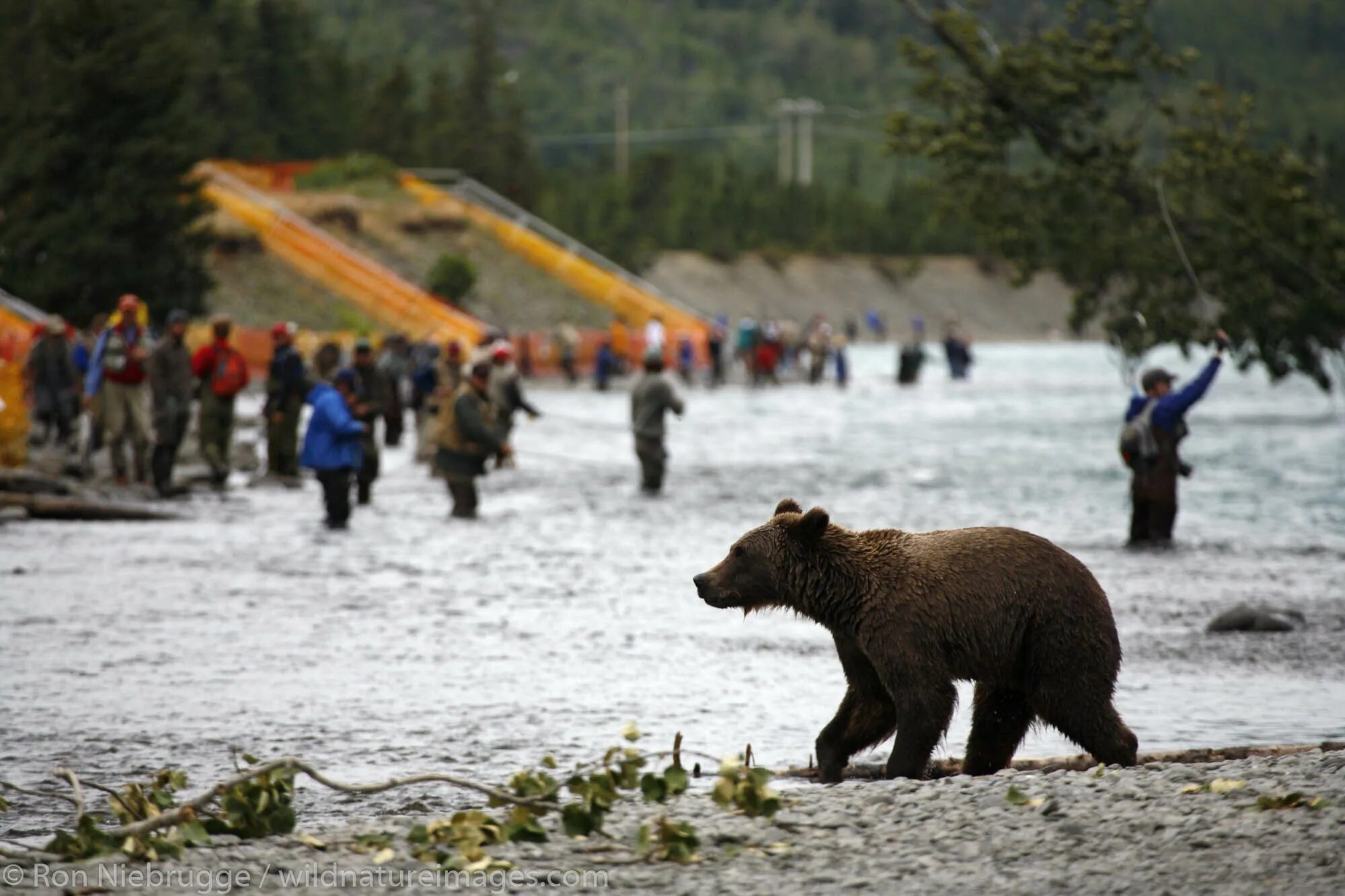 Bears walk