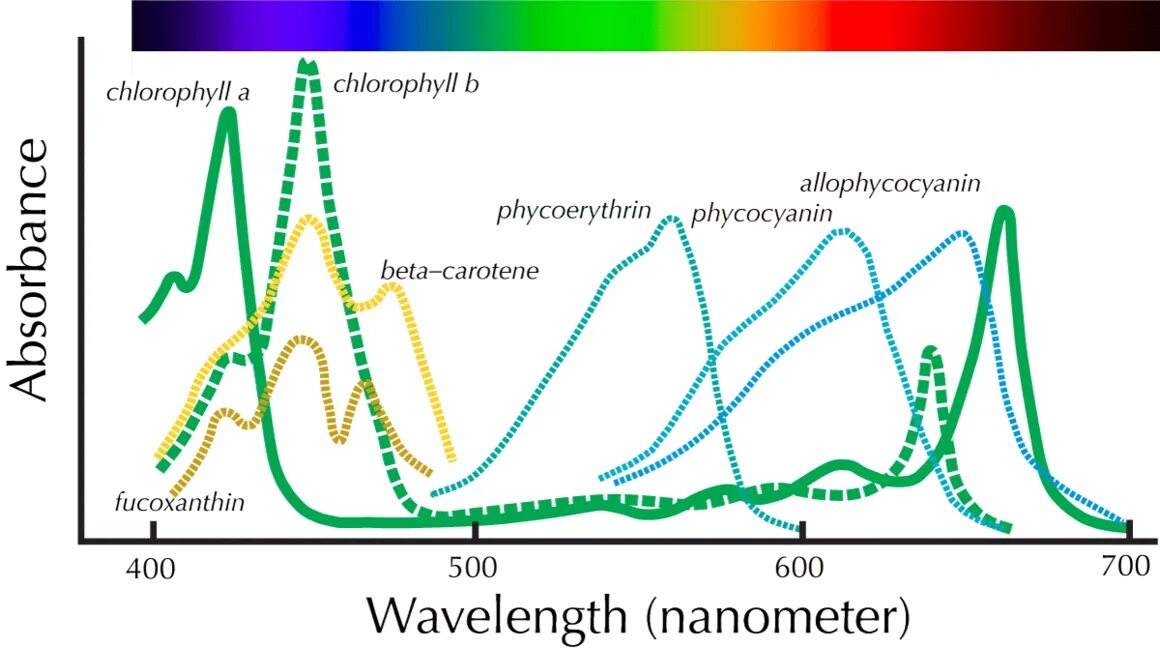 Спектр поглощения пигмента хлорофилла. Спектры поглощения хлорофилла и каротиноидов. Спектры поглощения пигментов фотосинтеза. Спектры поглощения пигментов растений. Хлорофиллы поглощают свет