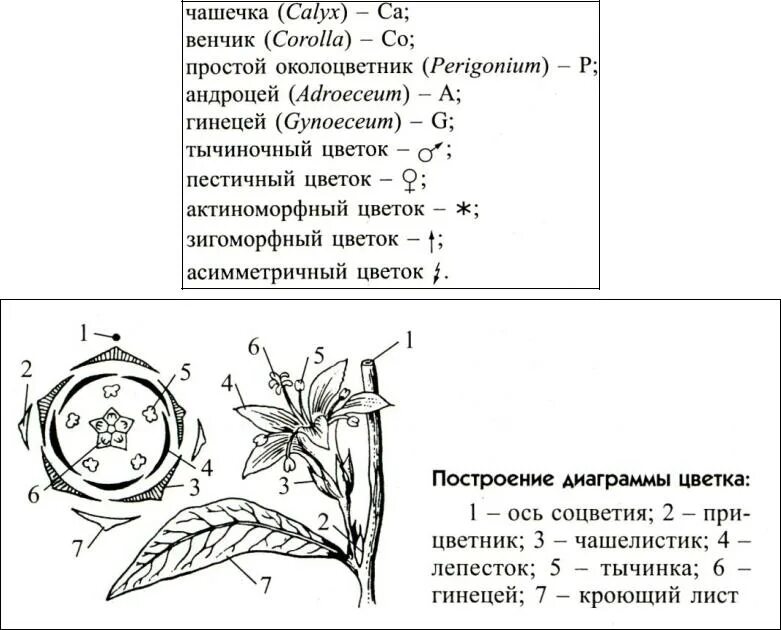 Простой околоцветник