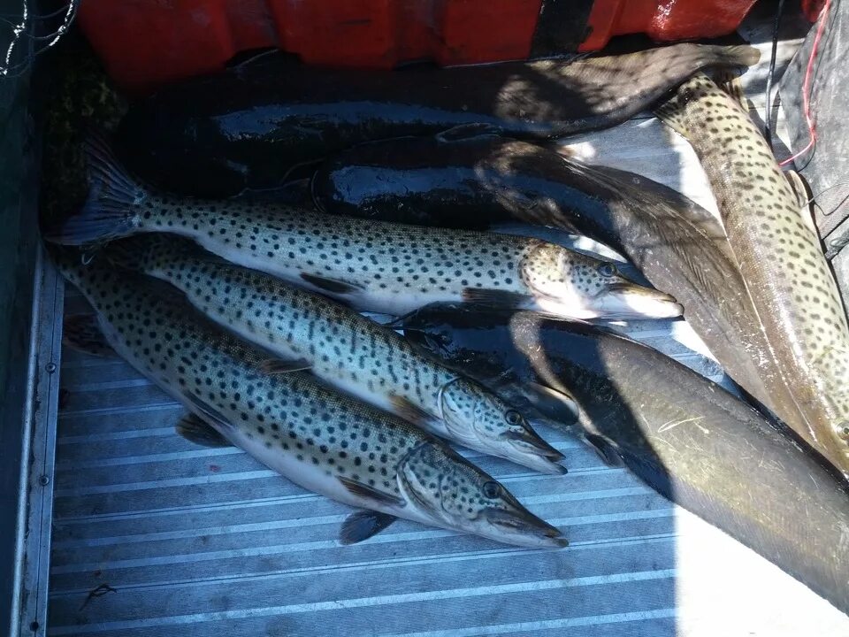 Рыбы реки зея. Рыбы реки зея. Амур рыба. Рыбалка на реке зея. Рыбалка на реке амур.