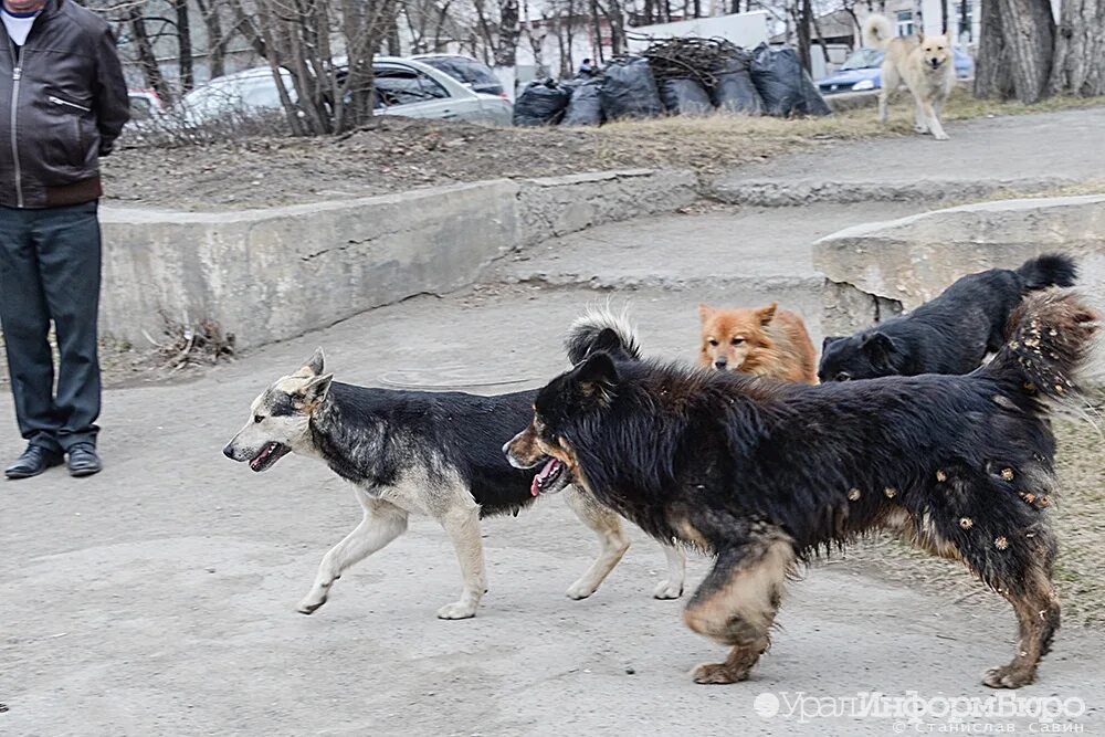 Бродячие собаки. Дикие собаки в городе. Агрессивные бродячие собаки.