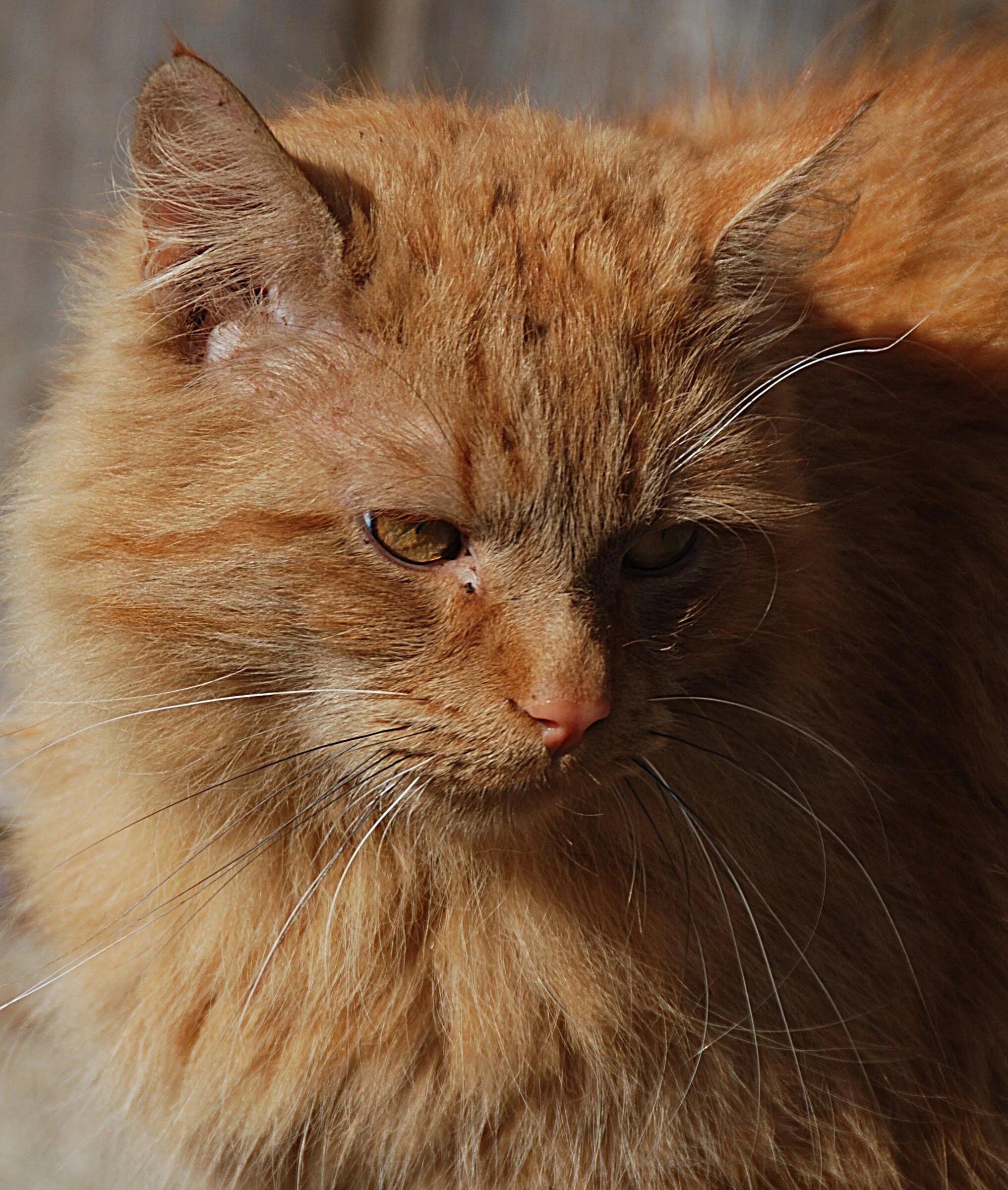 Cats me red. Красная кошка. Норвежская Лесная кошка рыжая. Домашняя длинношёрстная кошка. Европейская длинношерстная кошка рыжая.