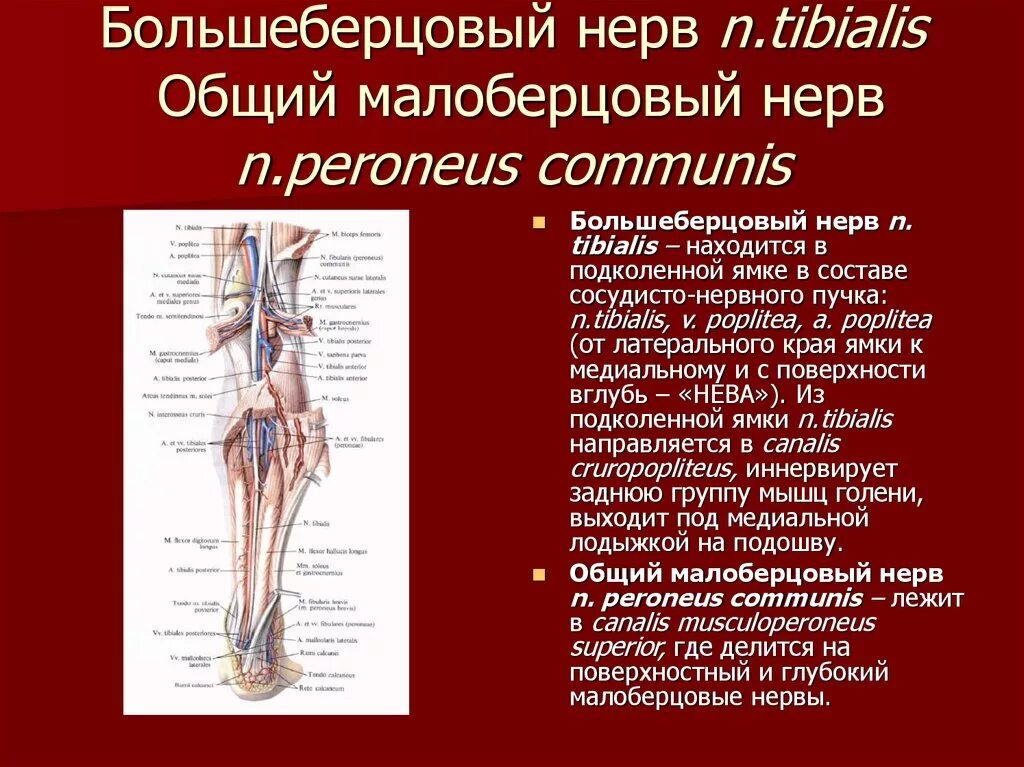 Большеберцовый нерв анатомия иннервация. Анатомия большеберцового нерва топографическая. Конечные ветви большеберцового нерва. Общий малоберцовый нерв топография.