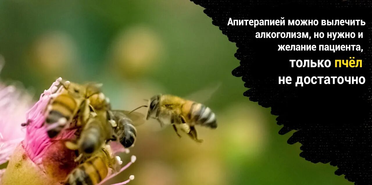Центр апитерапия. После апитерапии. апитерапия реклама. можно ли купаться после апитерапии. когда можно принимать алкоголь после апитерапии.
