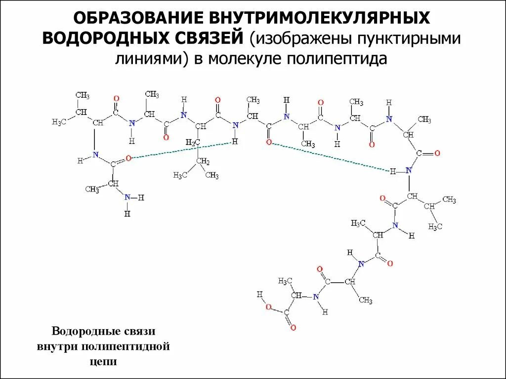 Фрагмент молекулы полипептида