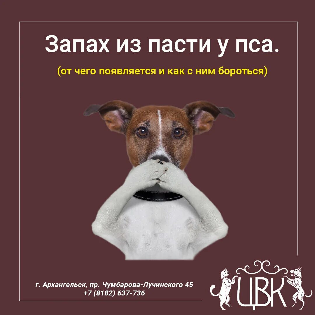 Почему собака пахнет псиной. У собаки плохо пахнет из пасти. Причина вони из пасти у собаки. Неприятный запах от собаки.