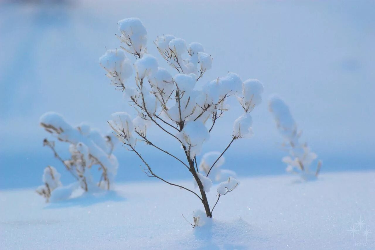 Тема зимние чудеса. Зимние чудеса картинки. Winter Miracle. Зимнечуда. Зимнее чудо вклад картинка.
