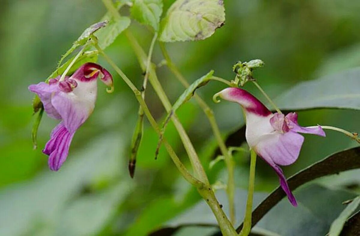 Жизнь похож на цветок. Орхидея Impatiens psittacina. Цветочный попугайчик Impatiens. Цветочный попугайчик Impatiens psittacina. Орхидея-обезьяна, Обезьяний Дракула.