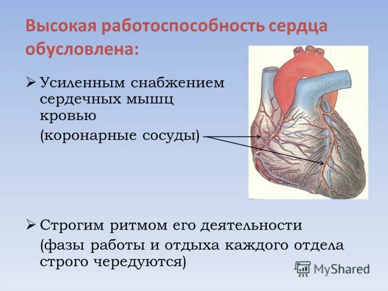 при кровоизлиянии в мышцу сердца происходит. строение сердца при инфаркте миокарда. инфаркт миокарда сердце. инфаркт и инсульт разница. темпокардия.