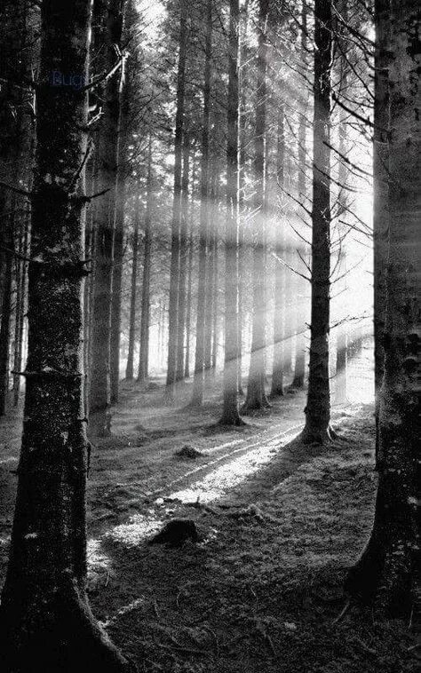 Как выглядит черный лес Black and White Tree Canvas Art Redwood Trees 16x24 Gallery Etsy Black and white