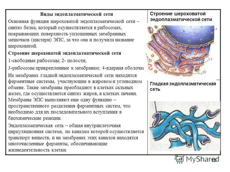 Эпс участвует в синтезе белка. Шероховатая эндоплазматическая сеть строение и функции. Эндоплазматическая сеть ретикулум функции. Гладкая эндоплазматическая сеть и ее функции. Шероховатая ЭПС строение.