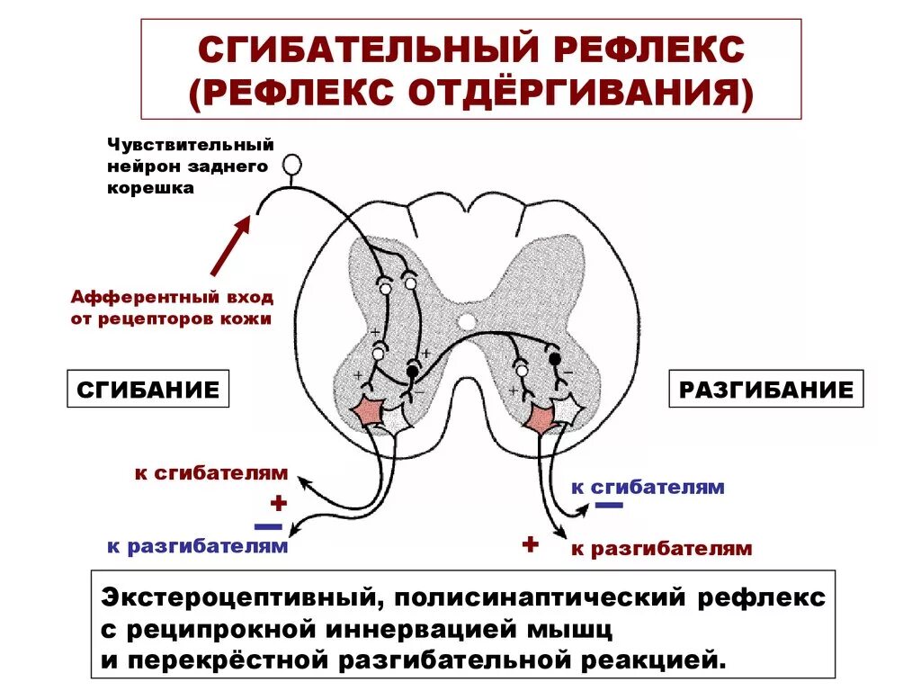 Рефлекторная дуга сгибательная рефлексы. Рефлекторная дуга защитного сгибательного рефлекса. Болевой защитный рефлекс рефлекторная дуга. Схема рефлекторной дуги защитного сгибательного рефлекса. Рефлекторная дуга болевого рефлекса сгибательного защитного.