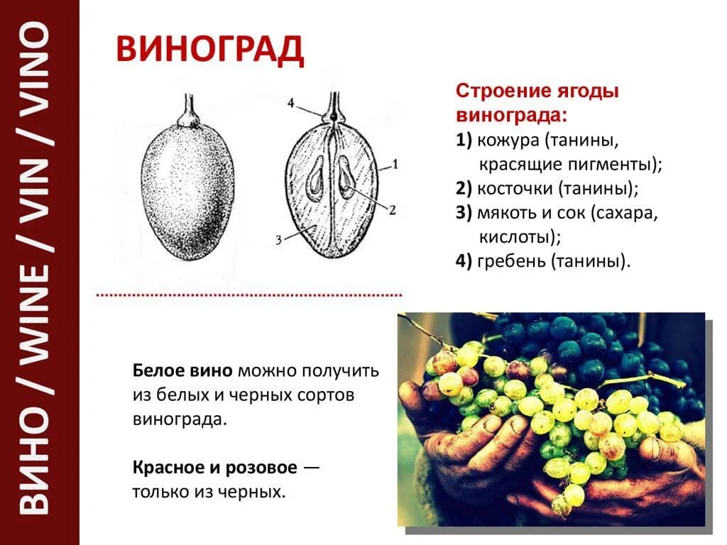 Кожура винограда. Строение плода винограда. Виноград строение ягоды плода. Строение ягоды винограда. Структура винограда.