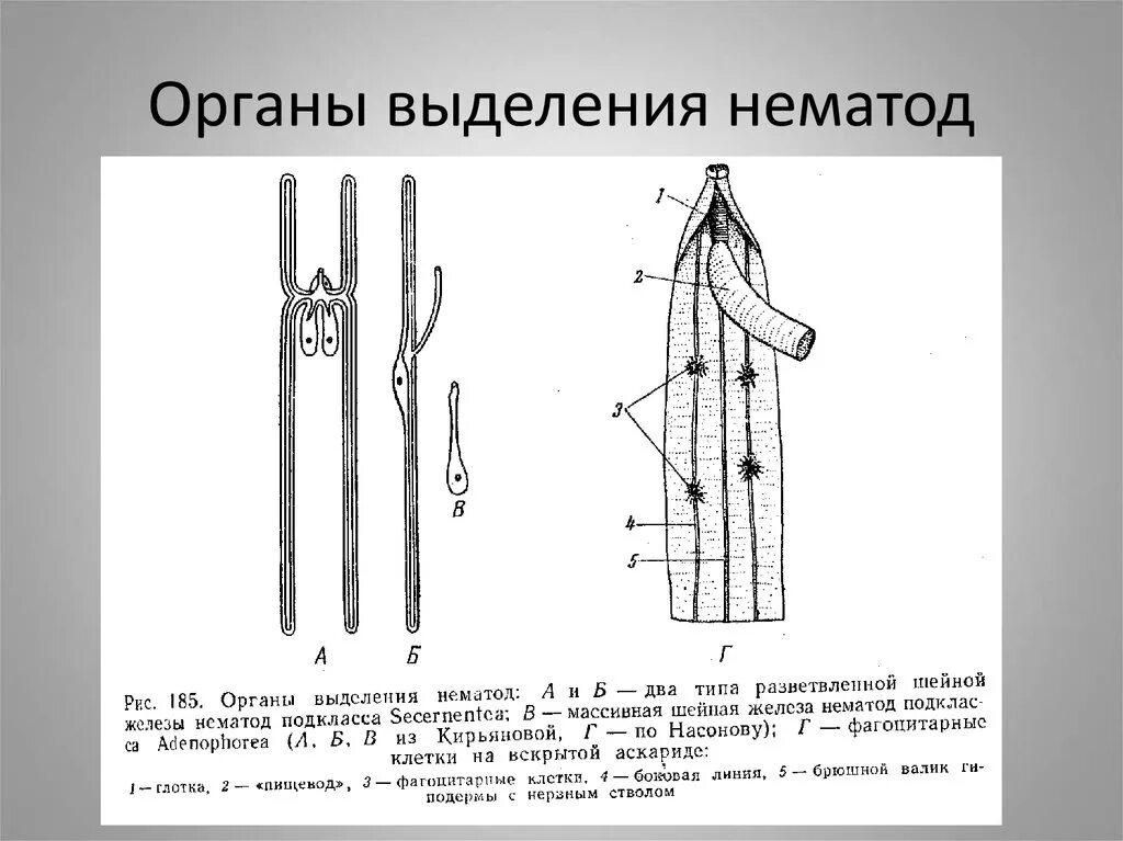 Строение выделительной системы круглых червей. Выделительная система круглых червей 7. Выделительная система у ленточных червей 7 класс. Выделительная система круглых червей 7 класс.