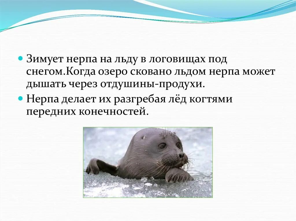 В какой среде обитания живет нерпа. Озеро Байкал Нерпа Байкальская. Байкальская Нерпа среда обитания. Байкальская Нерпа среда обитания водная. Нерпа на льду.