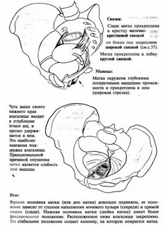 Кишечная поверхность матки латынь