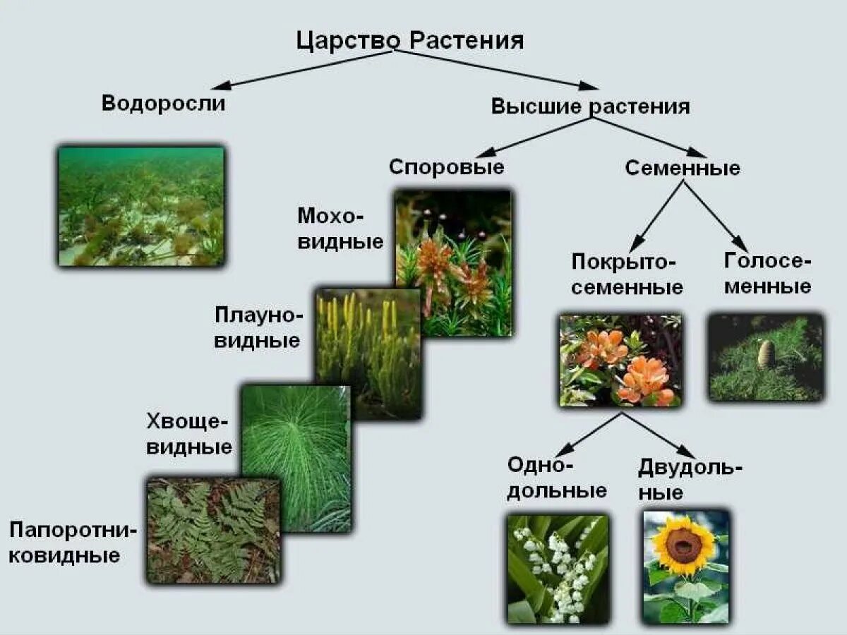 К какой группе относятся изображенные растения. Представители царства растений 5 класс биология. Структура царства растений. Представители царства растений 6 класс биология. Царство растений 6 класс биология органы.