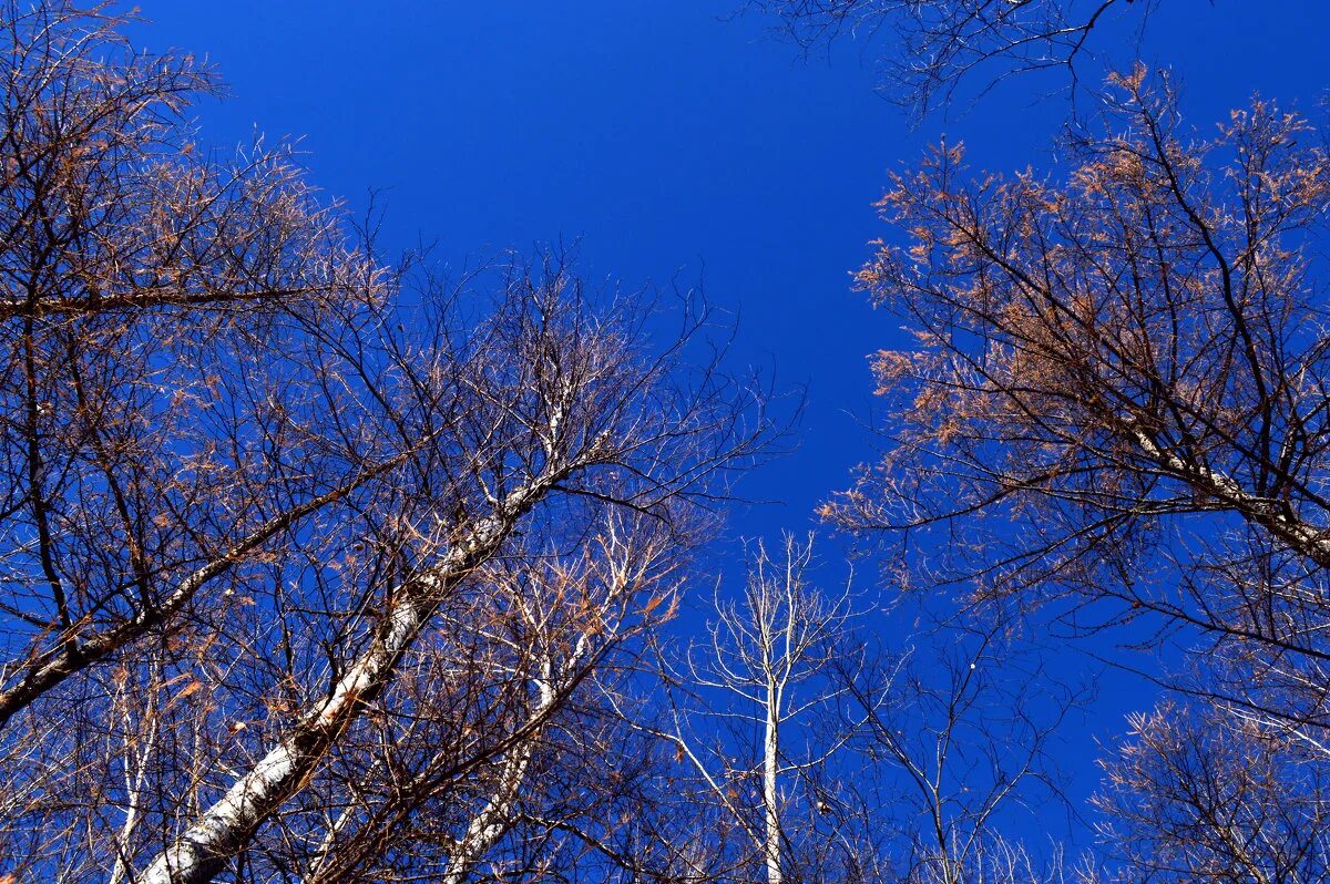 синева небес фото. сине́ва неба. синева небес фото. синева небес фото. волга небо.