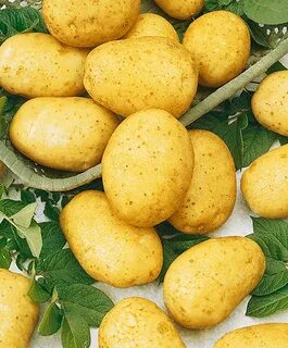 Картошка нп