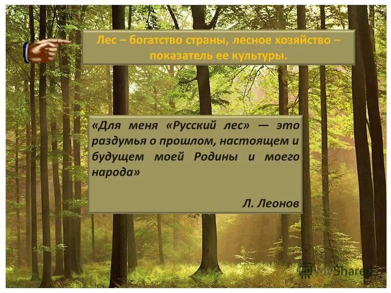 Помимо лесных богатств предложение. Помимо лесных богатств предложение
