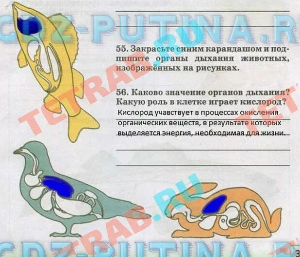 Какое значение имеет дыхание 6 класс биология. Закрасьте синим карандашом и подпишите органы дыхания животных. каково значение органов дыхания. органы дыхания животных.