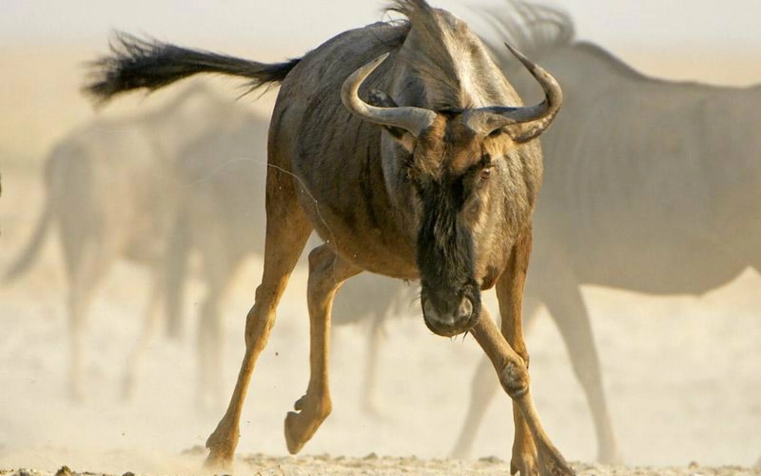 Голубой гну. Антилопа гну. Wildebeest антилопа гну. Голубая антилопа гну. Антилопа гну ареал обитания.