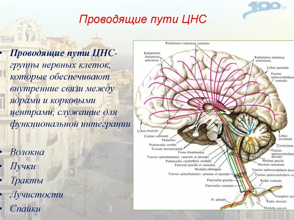 Афферентные проводящие пути ЦНС. Проводящие пути анатомия классификация. Проводящие пути ЦНС характеристики. Проводящие пути ЦНС анатомия. Ядра центральной нервной системы