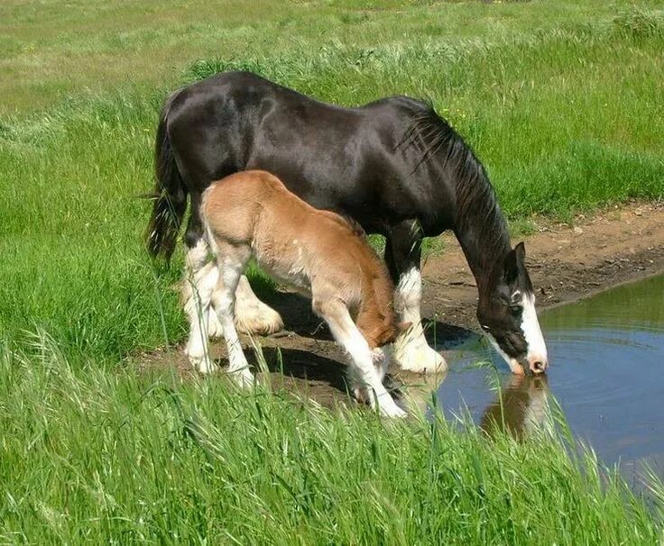 Жеребенок пьет молоко. Лошадь кормит жеребенка молоком. Забота о лошади. Лошади и их Детеныши.