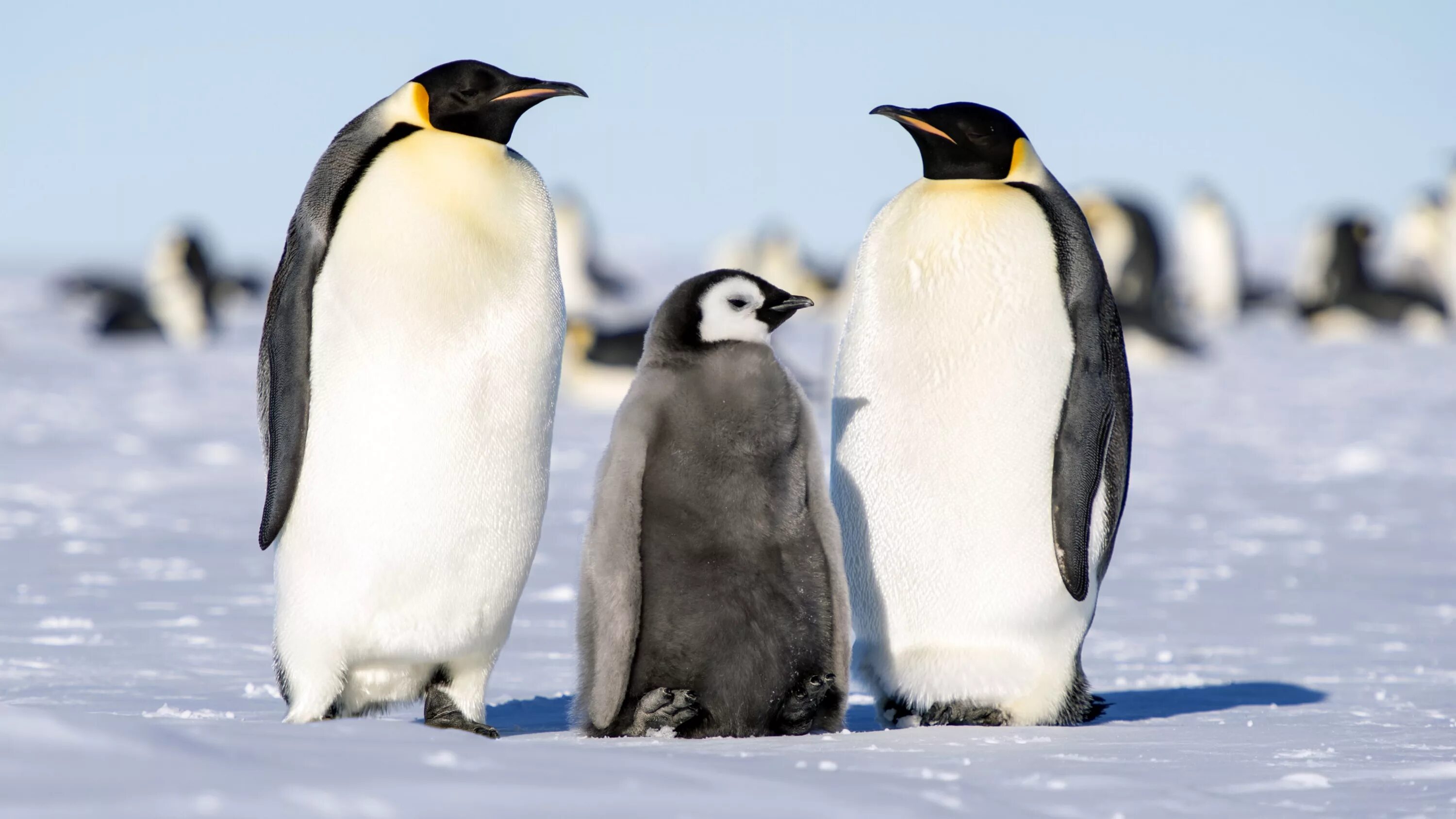 Emperor penguin. Императорский Пингвин в Антарктиде. Животные Антарктиды Императорский Пингвин. Антарктический Императорский Пингвин. Королевский Пингвин в Антарктиде.