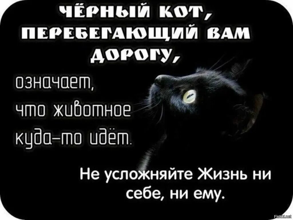 Цитаты про черного кота. Черный кот высказывания. Цитаты про котов. Высказывания про черную кошку. Кошки афоризмы