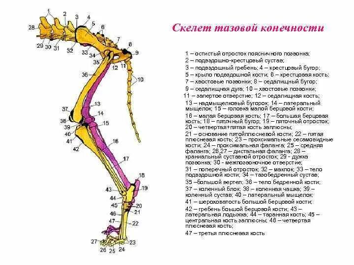 Кости тазовой конечности животных анатомия. Строение костей тазовой конечности собаки. Анатомия костей грудной конечности собаки. Строение скелета грудной конечности животных.