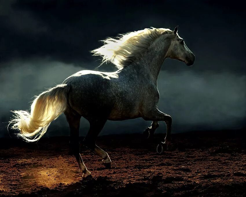 Красивые лошади. Картинки лошадей. Очень красивые лошади. Стихи про лошадей. Скачут кони стихотворение