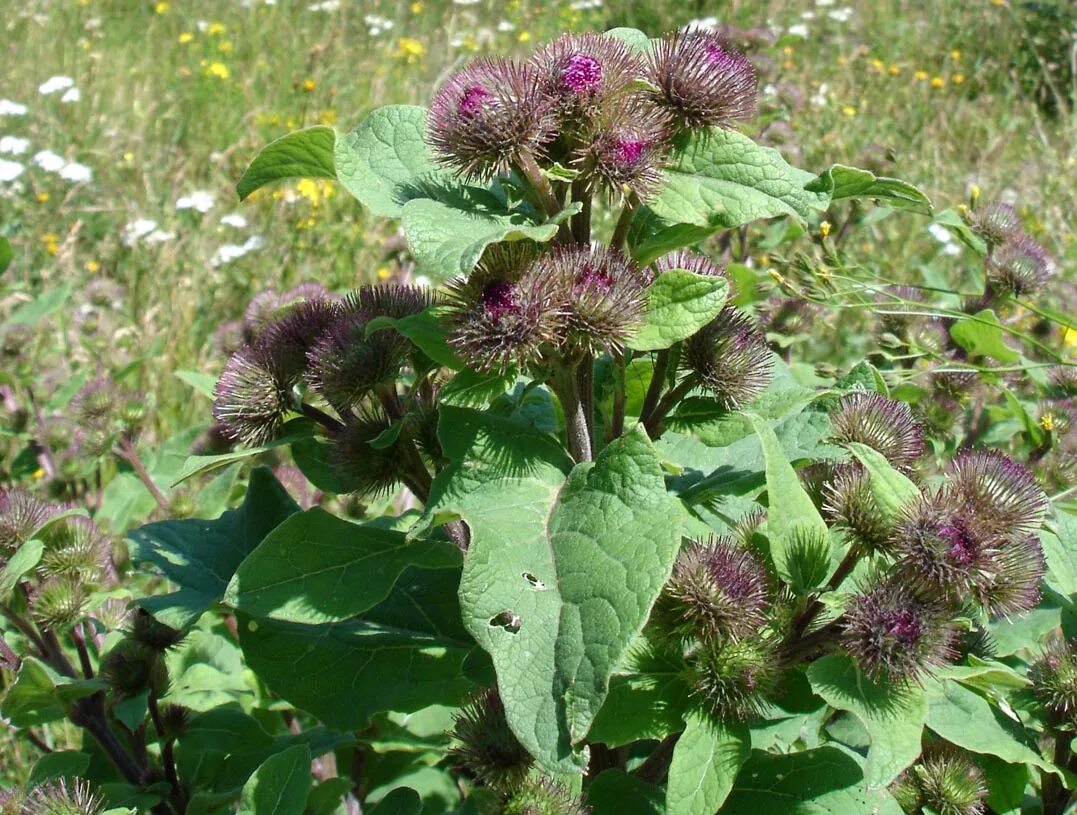 Целебный лопух. Лопух большой Arctium Lappa. Репейник обыкновенный. Лопух Дубравный Лесной. Репейник (Burdock).