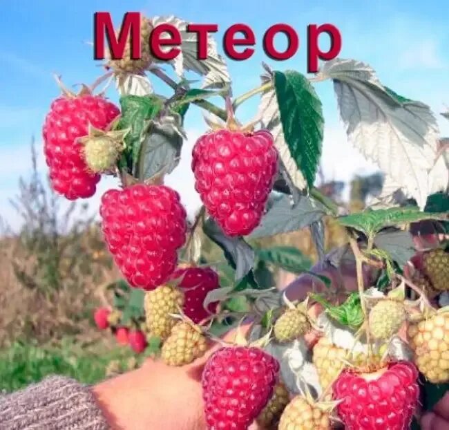Малина сорт метеор. Ремонтантная малина метеор. малина метеор описание сорта. малина метеор фото.