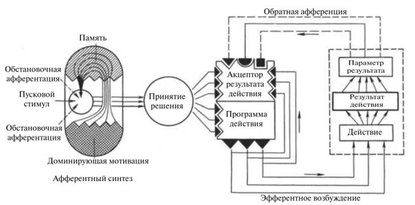 Адаптивных функциональных систем. Адаптивных функциональных систем