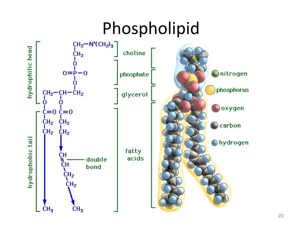 Строение фосфолипидов в мембране. Фосфолипиды мембраны строение. Строение липидов. Строение липидов мембран. Липиды входят в состав клеток