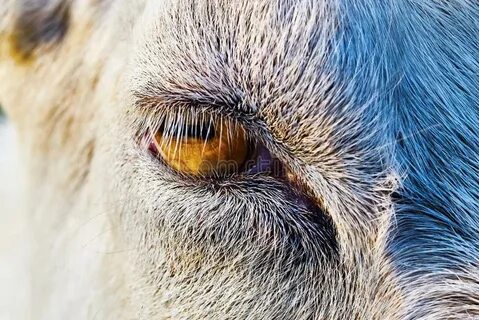 Форма зрачка козел обыкновенный