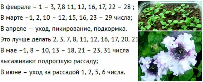 Дни посева петунии в феврале 2024 года. Благоприятные дни для посадки петуньт. Календарь посадки петунии на рассаду. Благоприятные дни для посадки на рассаду петунии. Благоприятные дни для посева петунии на рассаду.