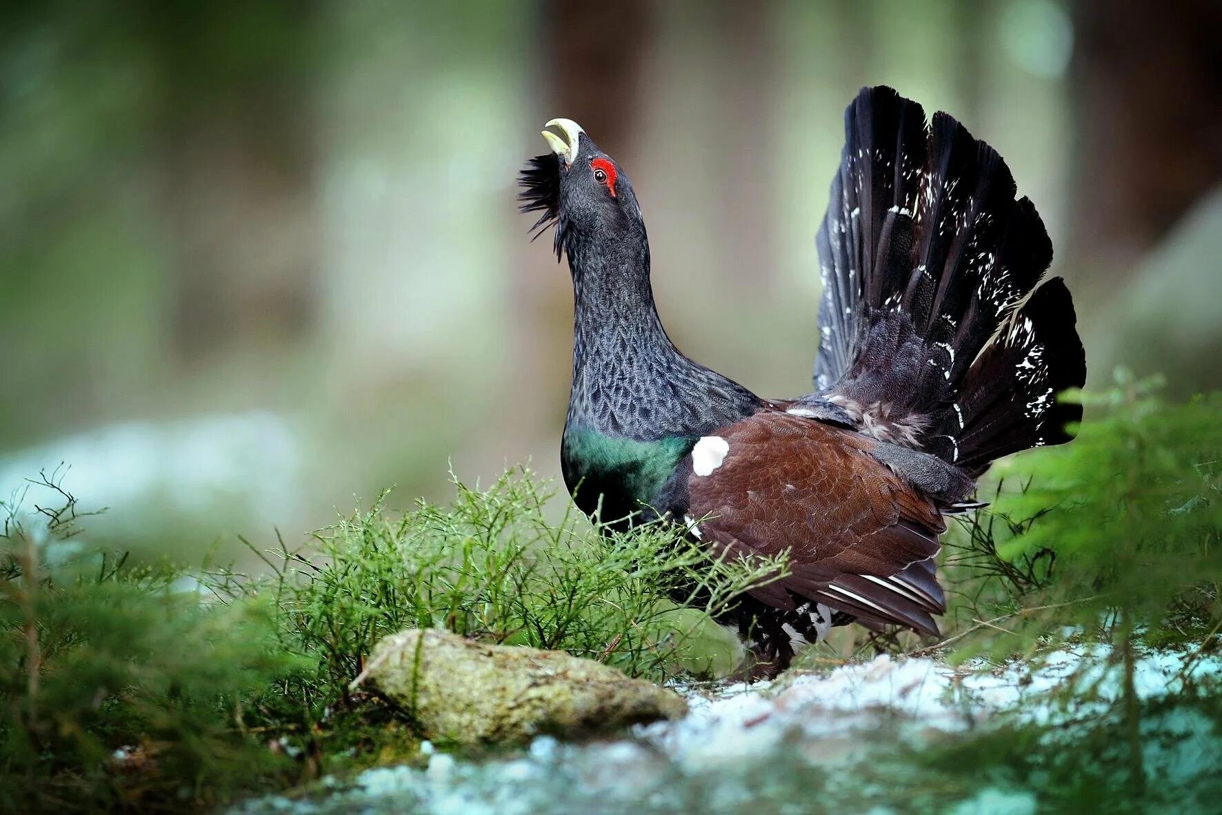 Глухарь (Tetrao urogallus). Чернобрюхий Глухарь. Обыкновенный Глухарь. Ильменский заповедник Глухарь. Глухарь где обитает природная