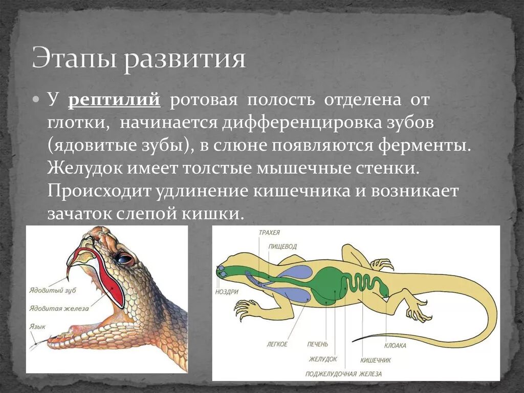 В отличие от рептилий млекопитающие имеют губы. Развитие рептилий. Развитие пресмыкающихся. Стадии развития рептилий. Развитие у пресмыкающиз.