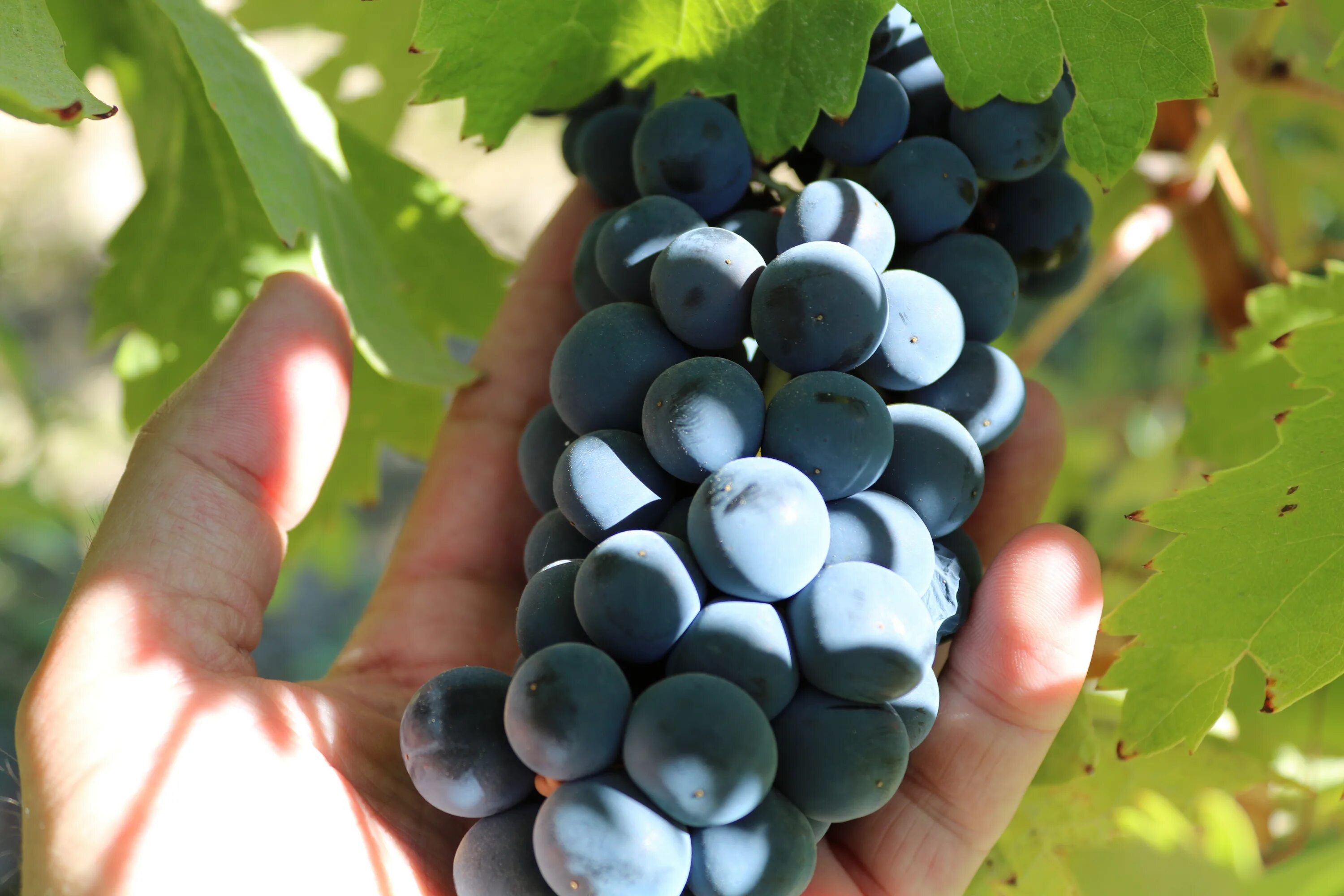 Discover the Aroma of Cool-Climate Shiraz