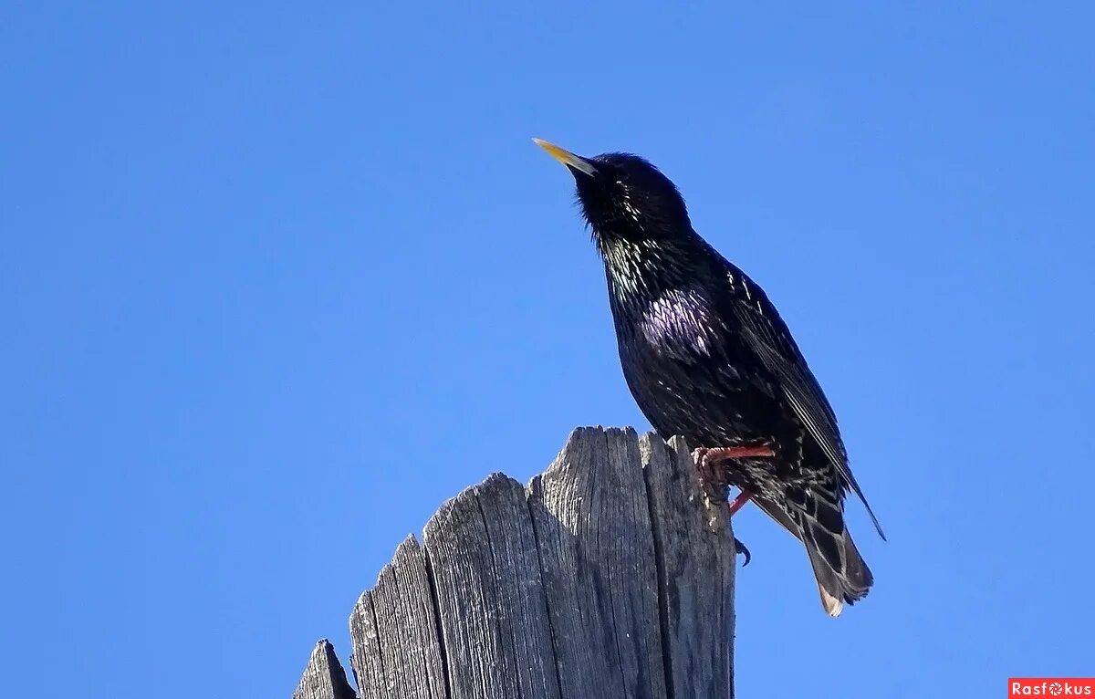 шпак пташка. 4 скворца. скворец мино. птицы ласточка скворец. скворец 4.