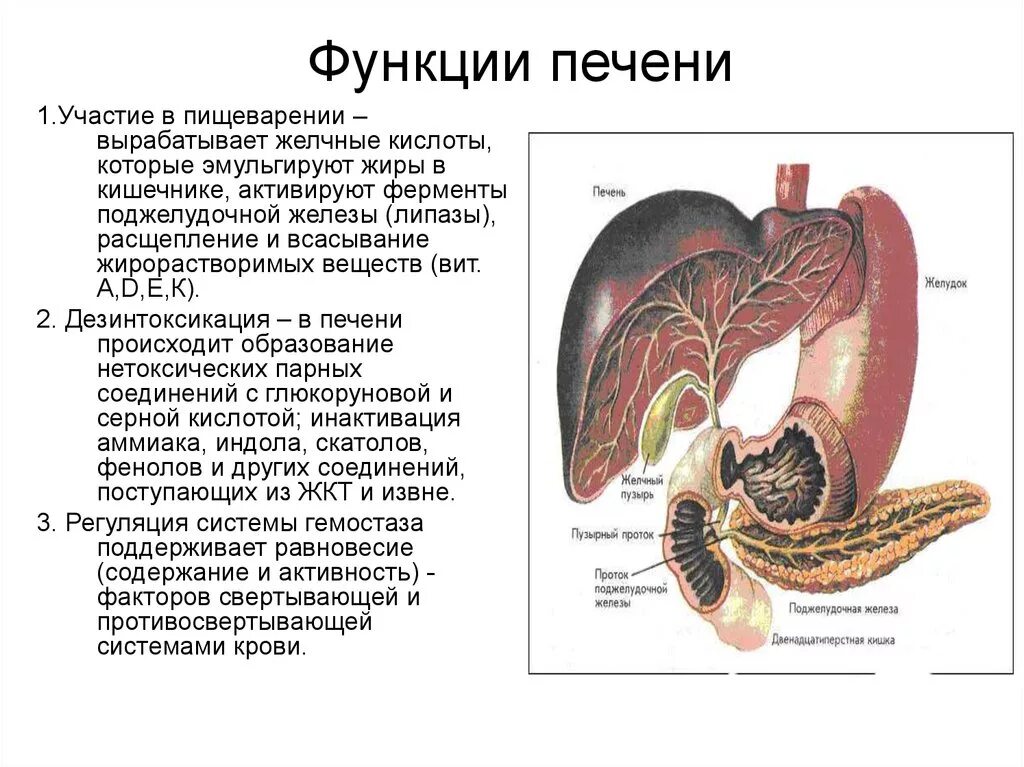 Функции печени в пищеварительной системе человека. Пищеварительная система человека поджелудочная железа. Печень и поджелудочная железа строение и функции. Пищеварительная функция поджелудочной железы и печени.